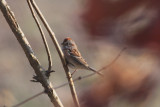 American Tree Sparrow