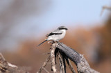 Loggerhead Shrike