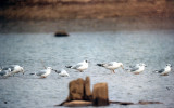 Black-headed Gull