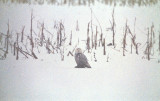 Snowy Owl