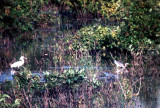 Tricolored Heron