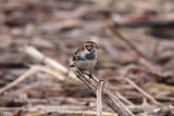 Lapland Longspur