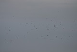 Longspur flock
