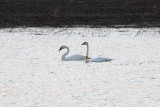 Trumpeter Swans