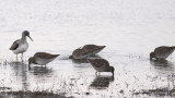 Long-billed Dowitchers & Greater Yellowlegs