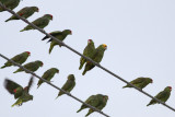 Red-crowned & Yellow-headed Parrots