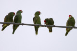 Red-crowned Parrots