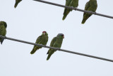 Red-crowned & Lilac-crowned Parrots