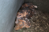 Barn Owls