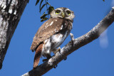 Ferruginous Pygmy-Owl