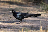 Great-tailed Grackle