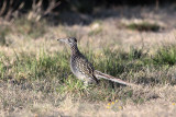 Greater Roadrunner