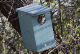 Eastern Screech-Owl