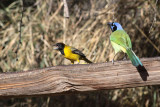 Audubons Oriole & Green Jay