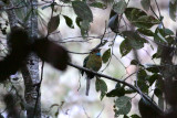 Blue-throated Motmot