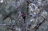 Mountain Trogon