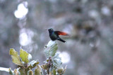 Garnet-throated Hummingbird