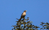 Rufous-collared Robin