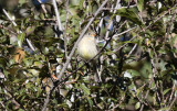 Pine Flycatcher