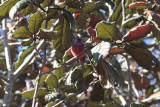 Pink-headed Warbler
