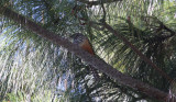 Band-backed Wren