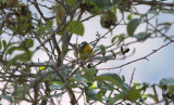 Crescent-chested Warbler