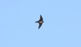 Black-capped Swallow