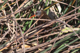 Virginia Rail