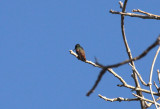Berylline Hummingbird