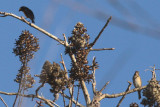 Yellow-throated Euphonia & Varied Bunting