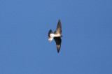 (Ridgeways) Northern Rough-winged Swallow
