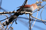 Squirrel Cuckoo