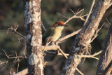 Russett-crowned Motmot