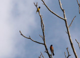 Black-headed Siskin & Orchard Oriole