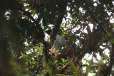 Horned Guan