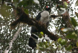 Horned Guan