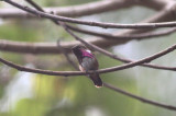 Wine-throated Hummingbird