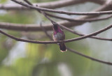 Wine-throated Hummingbird