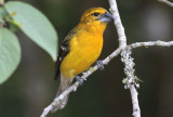 Yellow Grosbeak