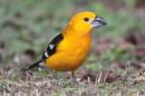 Yellow Grosbeak