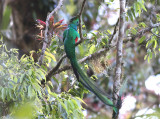 Resplendent Quetzal