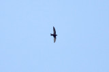 White-collared Swift