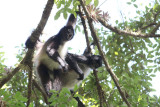 Central American Spider Monkeys