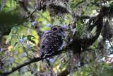Fulvous Owl
