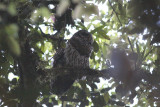 Fulvous Owl