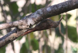 Streak-headed Woodcreeper