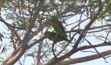 Orange-chinned Parakeets