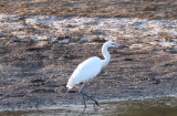 Reddish Egret