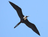 Magnificent Frigatebird