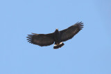 Common Black-Hawk